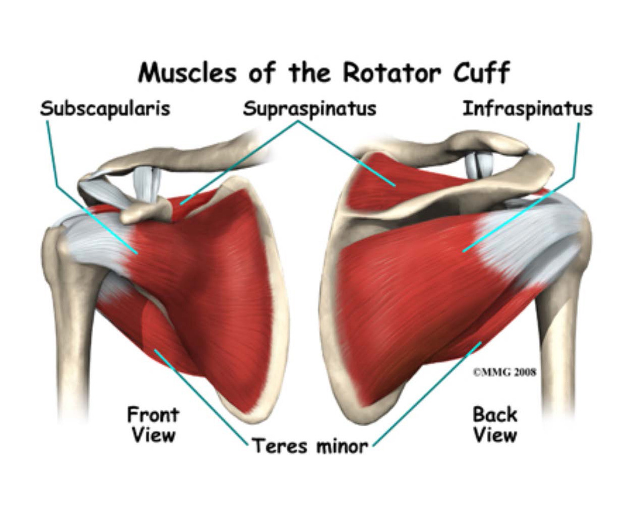 Anatomy Of The Shoulder And Rotator Cuff Stock Photo Royalty Free | My ...